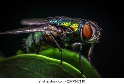 A close up of a fly. Compiled image, Edited in Lightroom and Photoshop