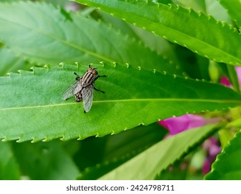 Close up fly insect on the leaf