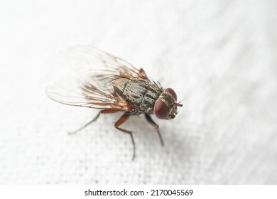 Close Up Of Fly, Macro Photography Of A Domestic Common House Fly. Can Be Used To Represent A Disease Carrier, An Insecticide Or Decomposition Of Food