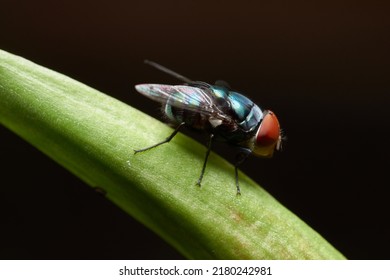 Close Up Of Fly, Macro Photography Of A Domestic Common House Fly. Can Be Used To Represent A Disease Carrier, An Insecticide Or Decomposition Of Food