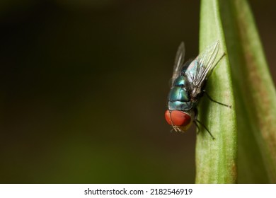 Close Up Of Fly, Macro Photography Of A Domestic Common House Fly. Can Be Used To Represent A Disease Carrier, An Insecticide Or Decomposition Of Food