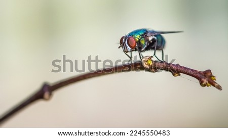 Close up a Fly perched on a tree branch, dry wood with isolated background, Common housefly, Colorful insect, Selective focus.