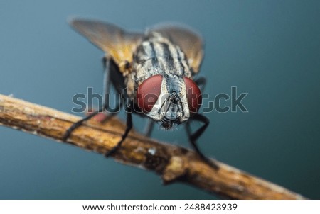 Close up a Fly perched on a tree branch, dry wood with isolated background, Common housefly, Colorful insect, Selective focus.