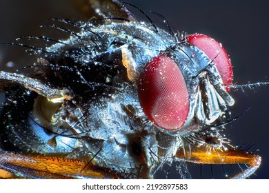 Close Up Of A Fly With Red Eyes Macro