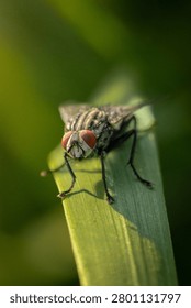 Close up of fly sitting on a leaf of grass