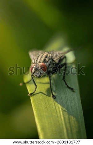 Close up of fly sitting on a leaf of grass