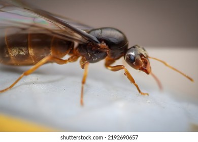 Close Up Of A Flying Ant