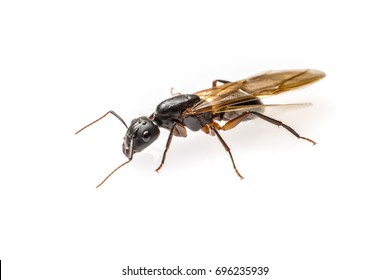 close up flying ant isolated on white background. Winged Carpenter ant