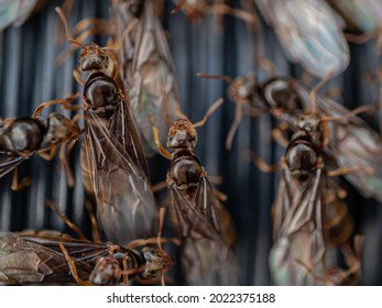 Close up of flying ants (lasius niger, male and female). Lifecycle of an insect. 