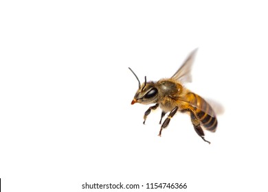 A close up of flying bee isolated on white background