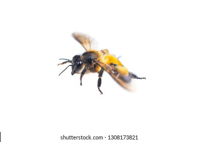 A Close Up Of Flying Bee Isolated On White Background