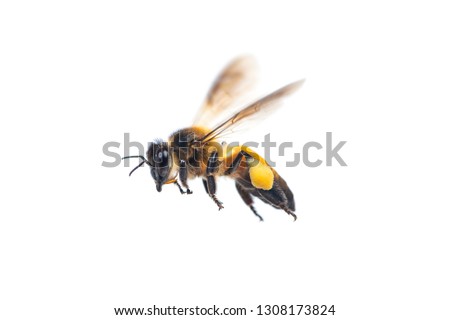 A close up of flying bee isolated on white background