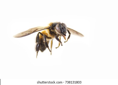 Close Up Of Flying Bee On White Background 