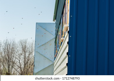 Close Up Of Flying Bees. Wooden Beehive And Bees.Insect