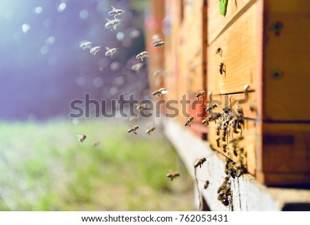 Close up of flying bees. Wooden beehive and bees. 
