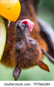 Close Up Of Flying Fox