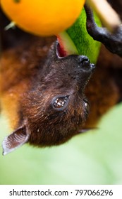 Close up of flying fox