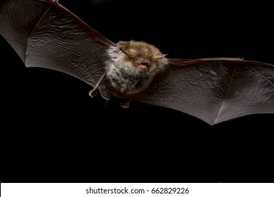 Close Up Flying Small Bechstein's Bat (Myotis Bechsteinii) Hunting Night Moths And Insect Pest Catching In Darkness Via Ultrasound Echolocation. Dark Background Detail Wildlife Animal Portrait Scene.