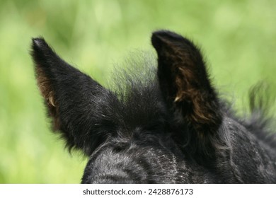 Close up of a foals ears