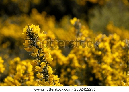 Close up focus on blooming yellow gorse at Kelling Heath, on the North Norfolk coast, UK. Along the coast path close to the North Norfolk railway line