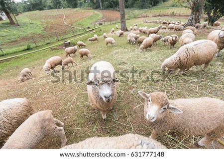 Close focus on a brown fur sheep in the group of sheep inside sloping hill farm covered by grass.