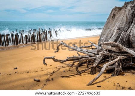 Close focus on root of dead tree stand appear on the beach with blurry background of strong wave hit the wooden wall.