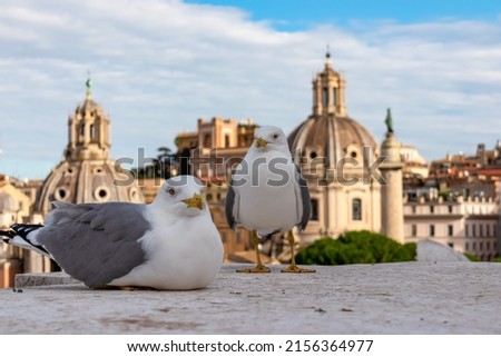 A close up focus of a seagull bird with scenic view from Victor Emmanuel II monument at Piazza Venezia on the city Rome, Lazio, Italy, Europe. Cityscape looking at Santa Maria di Loreto church
