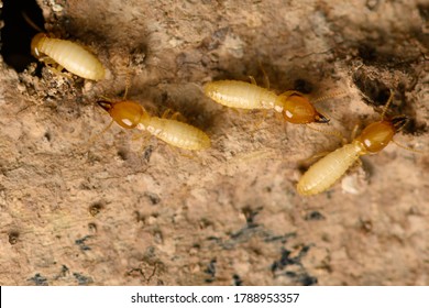 Pupae Darkling Beetle Zophobas Morio On Stock Photo 2127619976 ...