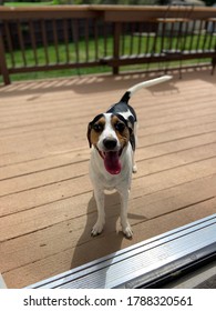 Close Up Focus Of Smiling Dog On A Deck With A Blurred Background Of A Backyard With Green Grass