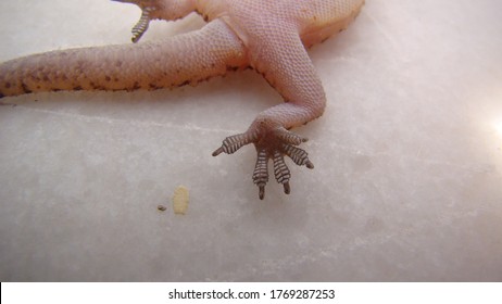 Close Up The Foot A Gecko.
Amazing Camouflage Animals, Camouflage Lizards
It's Also Called Mediterranean House Gecko, Akdeniz Sakanguru, Pacific House Gecko, Wall Gecko, House Lizard
Reptile, Reptiles