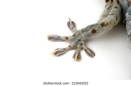 Close Up Foot Of Gecko On White Backgound