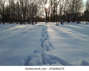 Close Up Of Footprints Of A Group Of Roe Deers In Deep Snow In Winter With Bright Sun In Background. Calm Winter Scenery