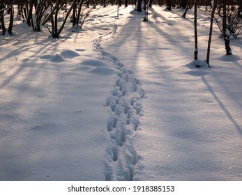 Close Up Of Footprints Of A Group Of Roe Deers In Deep Snow In Winter With Bright Sun In Background. Calm Winter Scenery