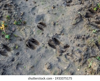 Close up of footprints of roe deer (Capreolus capreolus) in very deep and wet mud in the ground