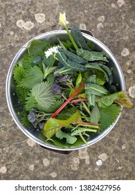 Close Up Of Foraged Organic Nettle Leaves And Freshly Picked Wild Garlic And Edible Leaf Stem Flowers From Hedgerows In English Garden In Spring On Stone Grey Patio Metal Bowl To Cook Home Made Soup