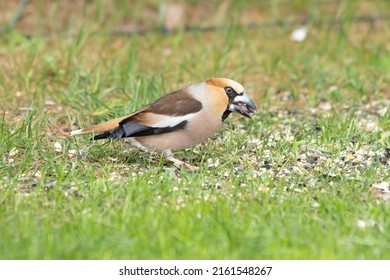 Close up of a foraging Hawfinch, Coccothraustes coccothraustes, in a grass field with sunflower seed in beak being peeled by rapid beak movement