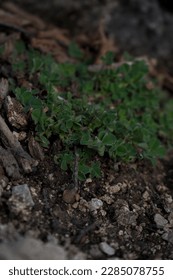 Close up of forest floor in the spring