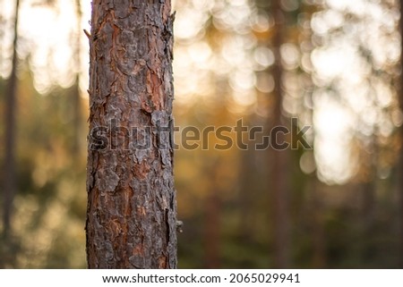Close up of forest pine with blurry sunlight and trees on back ground.