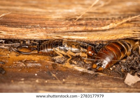 Close up of Forficula auricularia or common earwig. It is also known as the European earwig. It is an omnivorous insect belonging to the family Forficulidae