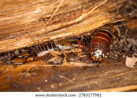 Close up of Forficula auricularia or common earwig. It is also known as the European earwig. It is an omnivorous insect belonging to the family Forficulidae