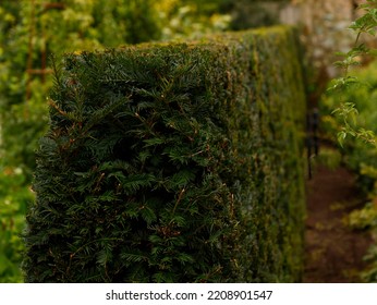 Close Up Of A Formal Trimmed Evergreen Garden Hedge Of The Conifer Tree Taxus Baccata Or English Yew, Seen In The UK.