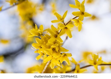 Close up of forsythia flowers in full bloom. Spring background. Yellow blooming Forsythia flowers on bright day time close up.