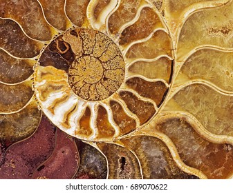 Close Up Of Fossil Nautilus Shell Cross Section Symmetry Spiral.