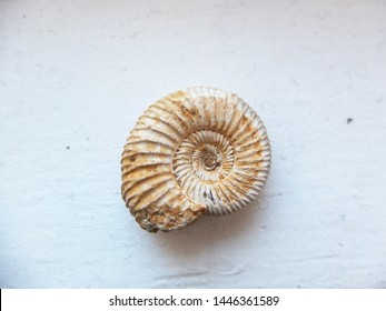 Close Up Of A Fossil Shell, Trilobite