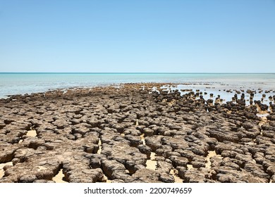 Close Up Of A Fossil Stromatolite Colony