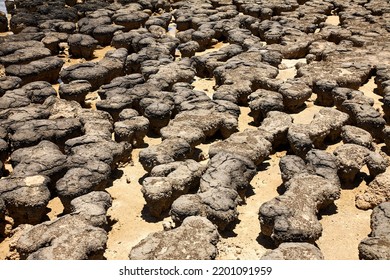 Close Up Of A Fossil Stromatolite Colony