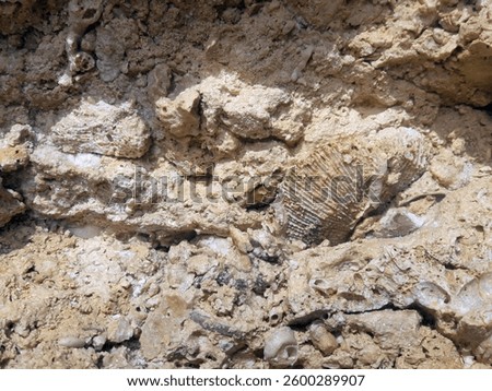 Close Up of Fossilized Shell Embedded in Rough Sandy Rock Surface
