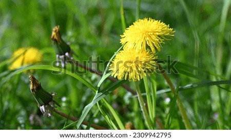 Similar – Image, Stock Photo A still closed dandelion flower.