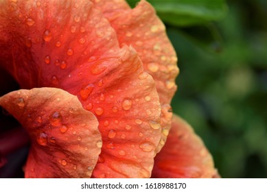 Close up of four layers of double orange hibiscus pedals with dew, copy space