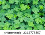 close up of The four leaf clover (Trifolium repens) is a rare variety of the common three leaf clover.